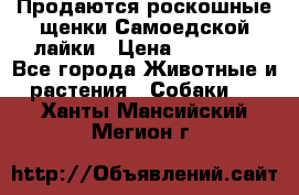 Продаются роскошные щенки Самоедской лайки › Цена ­ 40 000 - Все города Животные и растения » Собаки   . Ханты-Мансийский,Мегион г.